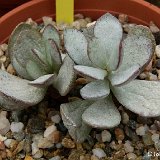 Adromischus umbraticola JLcoll.4893   ÉPUISÉ - OUT of STOCK - AGOTADO